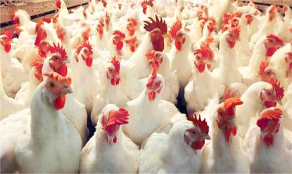 توزیع 90 تن گوشت مرغ در بازار سنندج