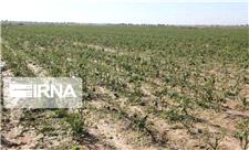بارش های بهاره بیش از 114 میلیارد ریال خسارت به بخش کشاورزی کردستان وارد کرد