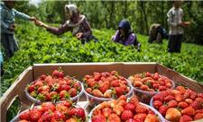 کم آبی و دلالان؛ بلای جان طلای سرخ/ کردستان در تولید توت فرنگی رتبه اول کشور است