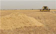 خرید تضمینی 4200 تن گندم در مناطق گرمسیری کرمانشاه