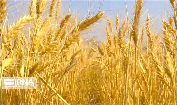 813 هزار تن گندم در کردستان تولید می شود