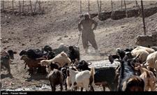 گزارش| مراتع کردستان زیر بار چرای دام‌های استان‌های همجوار/ مشکلی در تامین خوراک دام در منطقه نیست