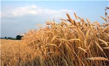 پیش بینی افزایش 300 هزار تُنی تولید گندم در کردستان