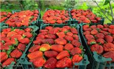 62 درصد کل تولید توت فرنگی کشور در کردستان تولید می‌شود