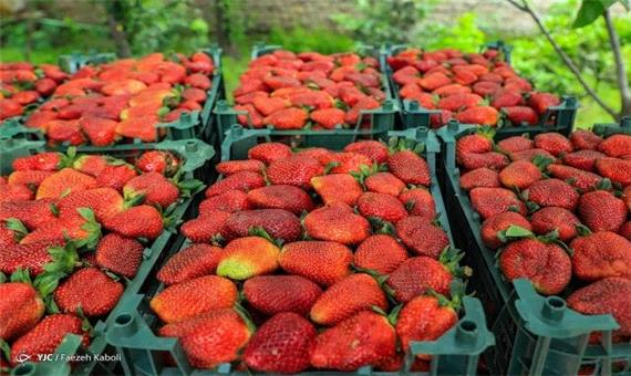 62 درصد کل تولید توت فرنگی کشور در کردستان تولید می‌شود