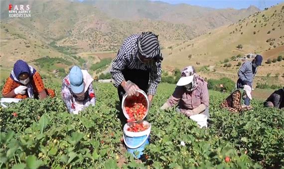 62 درصد کل تولید توت فرنگی کشور در استان تولید می‌شود