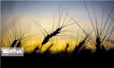250 هزار تن گندم از کشاورزان کردستانی خریداری شد