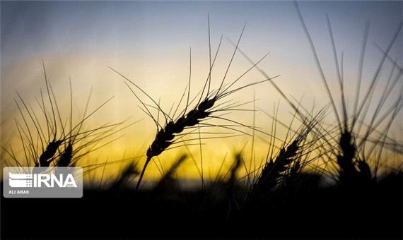 250 هزار تن گندم از کشاورزان کردستانی خریداری شد