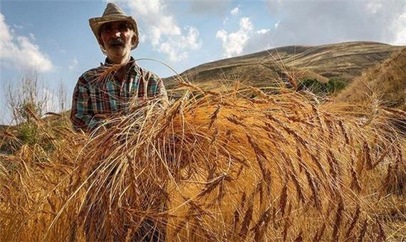 36 درصد مطالبه گندمکاران کردستانی واریز شده است