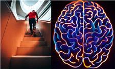 بالا رفتن از پله ها راهی برای جلوگیری از کوچک شدن مغز