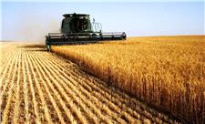 پیش‌بینی خرید بیش از 622 هزار تن گندم از کشاورزان کردستانی