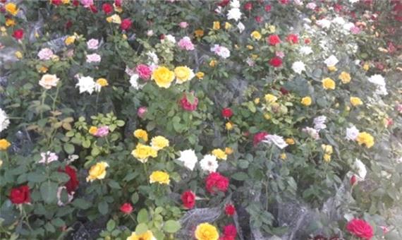 افتتاحیه هشتمین نمایشگاه گل و گیاهان زینتی و دارویی در کرمانشاه