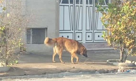 جمع‌آوری روزانه 20 قلاده «سگ ولگرد» در کرمانشاه