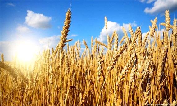 خرید تضمینی 529 هزار تن گندم از کشاورزان کردستانی