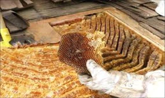 تولید بیش از 5800 تن عسل در استان کرمانشاه