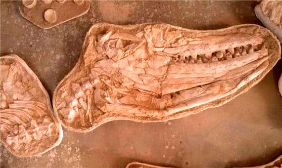 کشف فسیل یک موساسور غول‌پیکر در مراکش