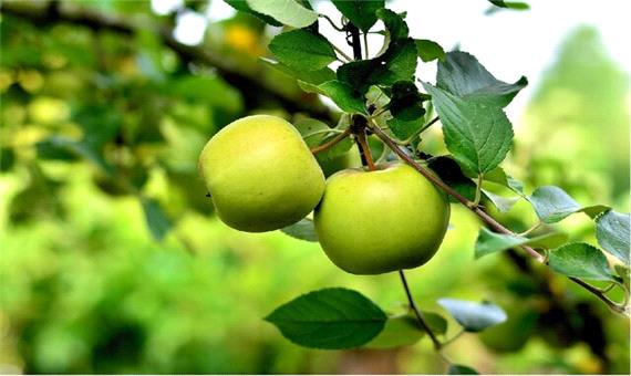 ایران یکی از مراکز اهلی‌سازی سیب در دنیا است/بُزها در منطقه زاگرس برای اولین بار اهلی شده‌اند