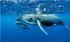 آواز نهنگ ها 8000 کیلومتر بسامد دارد!