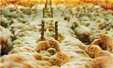 رتبه اول تولید مرغ گوشتی در غرب کشور به کردستان تعلق دارد