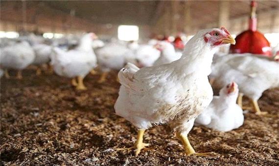 پرداخت سه هزار میلیارد ریال به واحد‌های تولیدی دام و طیور/کردستان رتبه اول تولید مرغ گوشتی منطقه را دارد