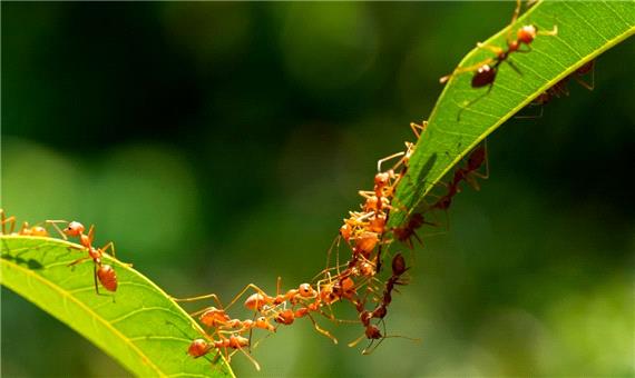 دانشمندان تعداد کل مورچه‌های کره زمین را محاسبه کردند: 20 کوادریلیون