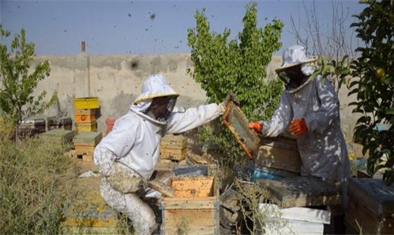 سرشماری پاییزی کلنی زنبور عسل در کرمانشاه/ سالانه 5 تن عسل در استان تولید می‌شود
