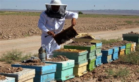 اشتغال‌زایی 11 هزار نفر در زنبورستان های کردستان