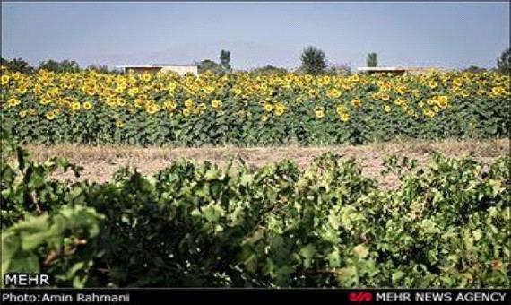 پیش بینی تولید 13800 تن آفتابگردان آجیلی در کرمانشاه