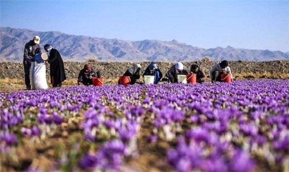 کشت 482 هکتار زعفران در کرمانشاه