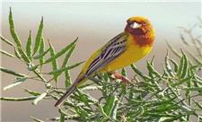 414 گونه پرنده در کردستان شناسایی شده است