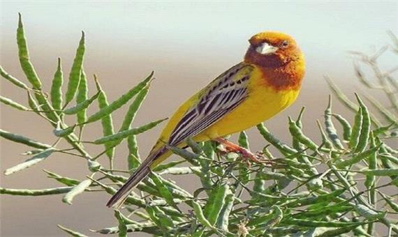 414 گونه پرنده در کردستان شناسایی شده است