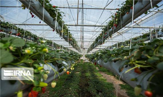 تولید سالانه 7 هزار تن محصول در گلخانه‌های کردستان
