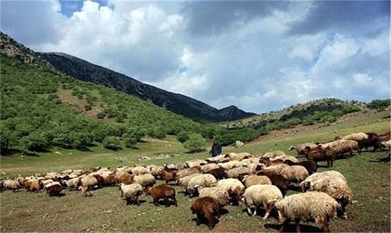 خشکسالی در کرمانشاه تولید علوفه در مراتع را یک سوم کاهش داد