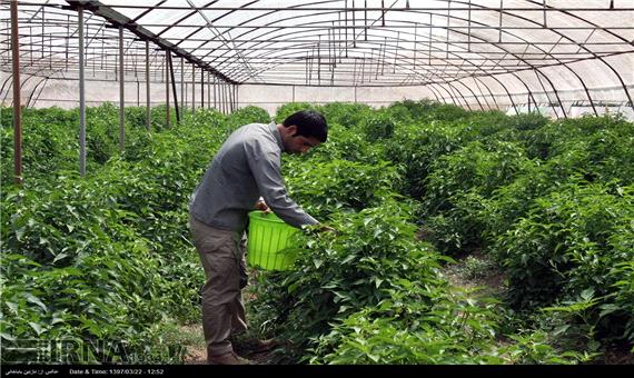 ایجاد گلخانه یک راهکار اشتغال پایدار در بخش کشاورزی کرمانشاه است