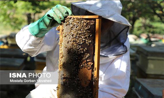 تولید عسل در کردستان 30 درصد افزایش یافت