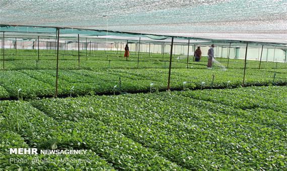 فعالیت شرکت های دانش بنیان در بخش کشاورزی کردستان گسترش یابد