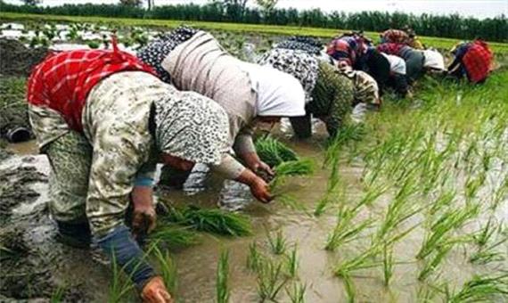 ممنوعیت کشت برنج در استان کرمانشاه