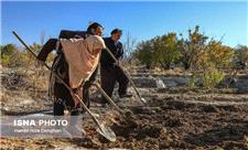 کشاورزان مهاجر درآمدهای بخش کشاورزی کرمانشاه را به خارج از استان می‌برند
