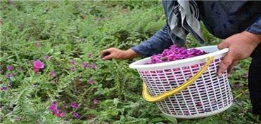 قریب به 5 هزار تن انواع گیاهان دارویی در کردستان تولید شد‌