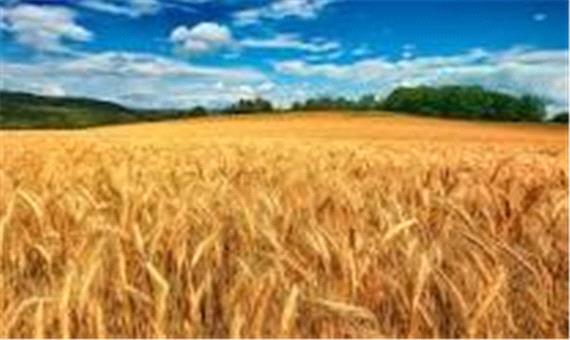 برآورد تولید گندم در کردستان یک میلیون تن است
