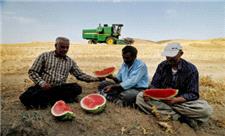طلای زرد کردستان از عیار نمی افتد؛تولید اقتصادی گندم دیم در استان