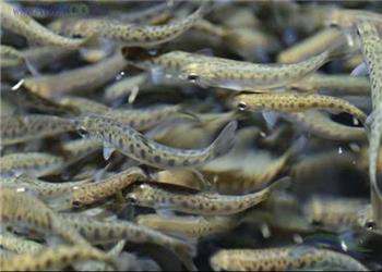 8612 تن انواع آبزی در نیمه نخست سال در کرمانشاه تولید شد