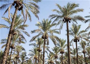 جشنی: قصرشیرین ظرفیت تبدیلشدن به قطب خرمای مجول غرب کشور را دارد