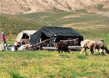 استقرار 2500 خانوار عشایر کوچرو در ییلاقات کرمانشاه