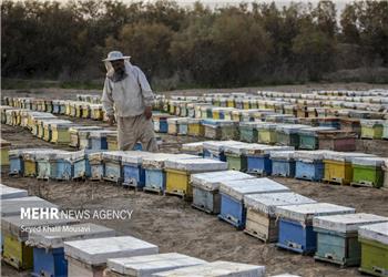عسل زاگرس در مسیر جهش صادراتی؛زنبورداری کرمانشاه در انتظار حمایت