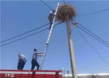 نجات دو لکلک گرفتار در نخهای پلاستیکی در دیواندره