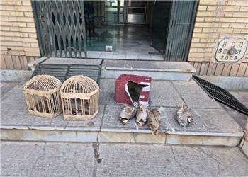 شکارچی متخلف کبکهای وحشی در سقز دستگیر شد