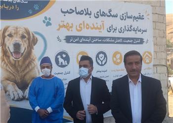 805 سگ در سنندج زنده گیری شد؛ لزوم آموزش شهروندان در مواجهه با سگها