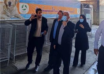زندی: ساماندهی سگهای بلاصاحب سنندج باید بر مبنای اصول علمی انجام شود