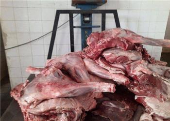 لاشه 2 گراز وحشی در خودروی سواری در دیواندره کشف شد